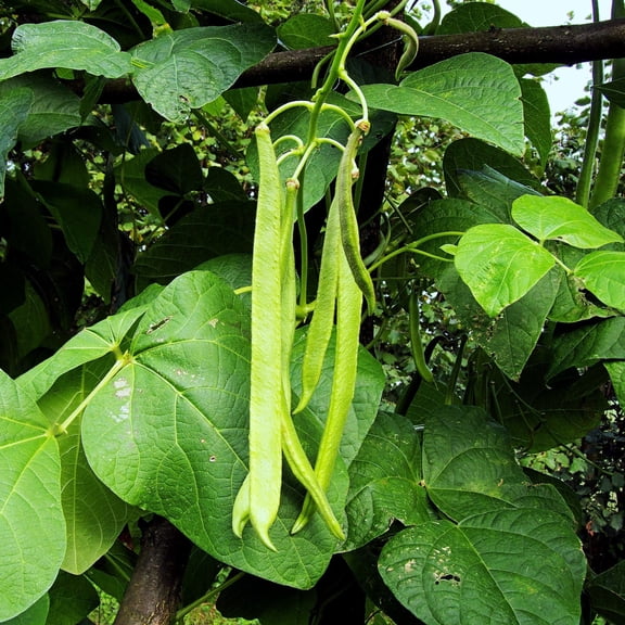 TomorrowSeeds - White Half Runner Bean (Pole) Seeds - 50+ Count - For 2026 Planting Early
