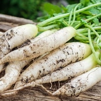 TomorrowSeeds - White Icicle Radish Seeds - 300  Count - For 2025 Planting Baby Daikon Heirloom