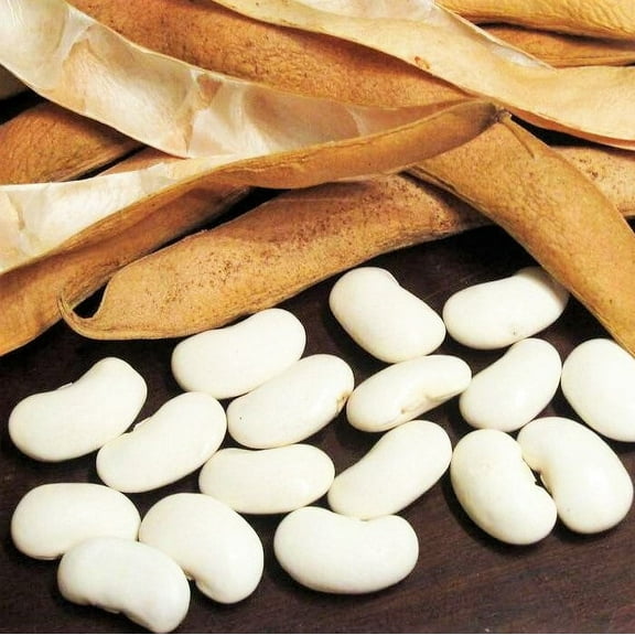 TomorrowSeeds - White Navy Bean Seeds - 150+ Count - For 2026 Planting Great Northern Beans White