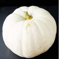 TomorrowSeeds - White Queen Pumpkin Seeds - 20  Count - For 2026 Planting Heirloom Fall Garden