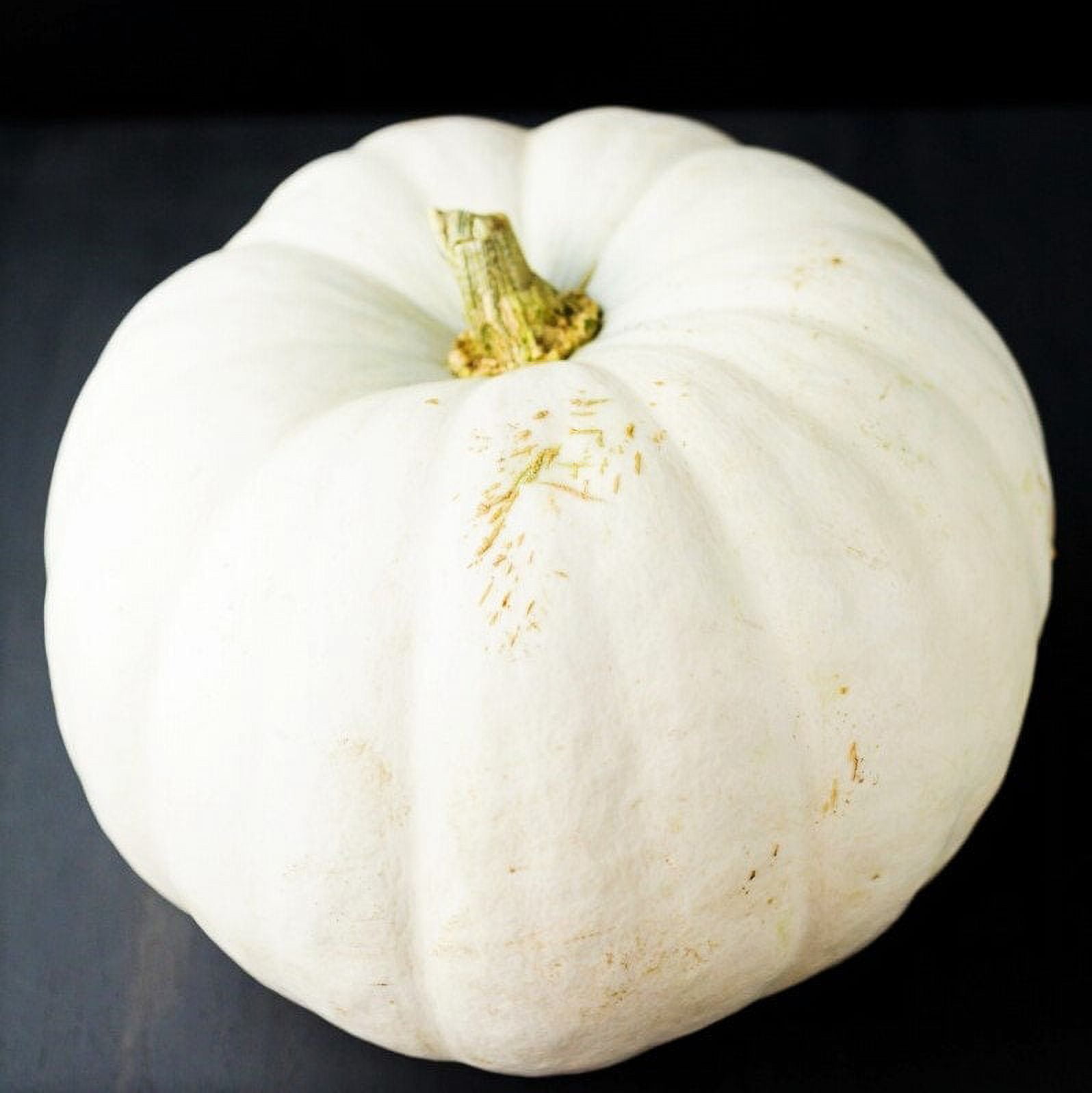 TomorrowSeeds White Queen Pumpkin Seeds 20+ Count Packet Fall Garden Lumina Ghost Polar