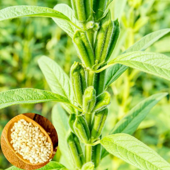 TomorrowSeeds - White Sesame Seeds - 1500+ Count - For 2026 Planting Benne Gingelly Til Simsim Ellu