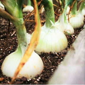 TomorrowSeeds - White Sweet Spanish Onion Seeds - 1000+ Count - For 2026 Planting Long Day Garden