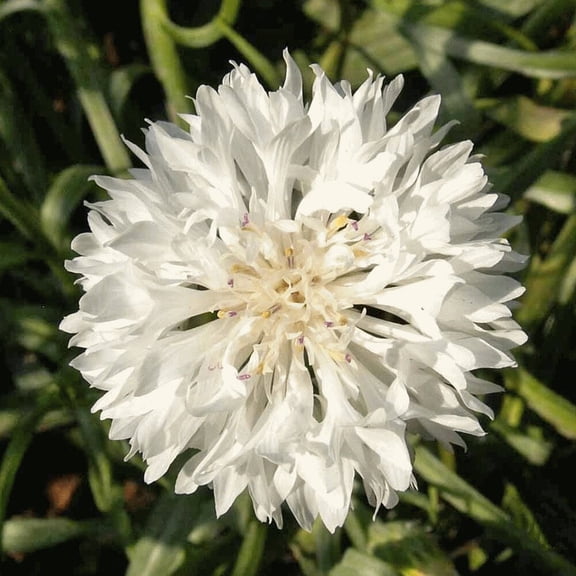 TomorrowSeeds - White Tall Bachelor Button Seeds - 1000+ Count - For 2026 Planting Non-GMO Heirloom