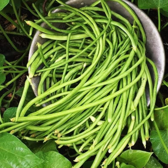 TomorrowSeeds - White Yard Long Bean Seeds - 180+ Count - For 2026 Planting Pole Bai-Lung Light