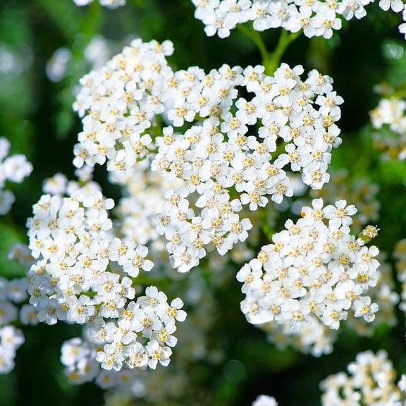 TomorrowSeeds - White Yarrow Seeds - 10,000+ Count - For 2026 Planting Achillea Millefolium Milfoil