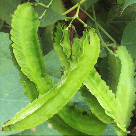 TomorrowSeeds - Winged Bean Seeds - 100+ Count - For 2026 Planting Psophocarpus Dragon Horned Four