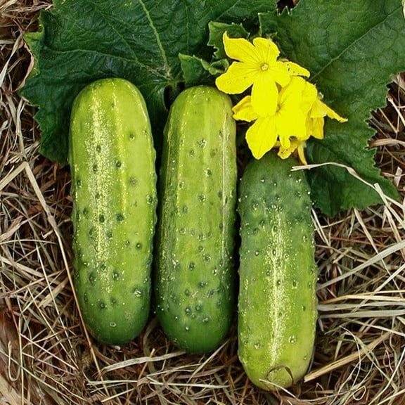 TomorrowSeeds - Wisconsin SMR58 Pickling Cucumber Seeds - 100+ Count - For 2026 Planting Gherkins