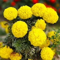 TomorrowSeeds - Yellow Brocade French Marigold Seeds - 1000  Count - For 2025 Planting Dwarf Tagetes