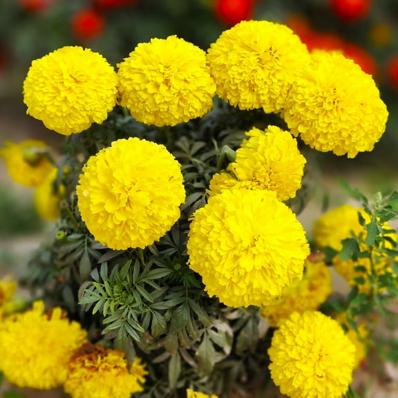 TomorrowSeeds - Yellow Brocade French Marigold Seeds - 1000+ Count - For 2025 Planting Dwarf Tagetes