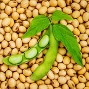 TomorrowSeeds - Yellow Soybean Seeds - 1/2 Pound - For 2026 Planting Cover Crop Grazing Soybean