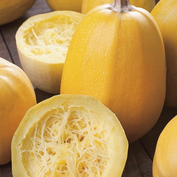 TomorrowSeeds - Yellow Spaghetti Squash Seeds - 180+ Count - For 2026 Planting Vegetable USA Garden