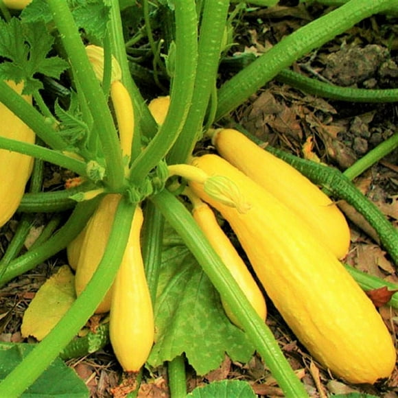 Crookneck Squash