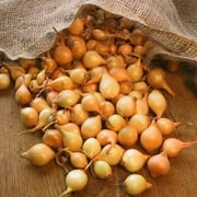 TomorrowSeeds - Yellow Stuttgarter Onion Sets (Bulbs) Seeds - 25+ Count - For 2025 Planting Sweet