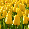 thumbnail image 1 of TomorrowSeeds - Yellow Triumph Dutch Tulip Bulbs - 25 Bulbs - For 2026 Planting Dutch Grown Tulips, 1 of 9