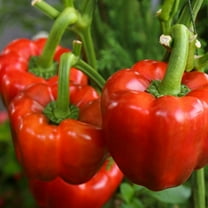 TomorrowSeeds - Yolo Wonder Improved Bell Pepper Seeds - 100  Count - For 2025 Planting Non-GMO