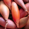 thumbnail image 1 of TomorrowSeeds - Zebrune Shallot Seeds - 200+ Count - For 2026 Planting Heirloom Gourmet French Pink, 1 of 9