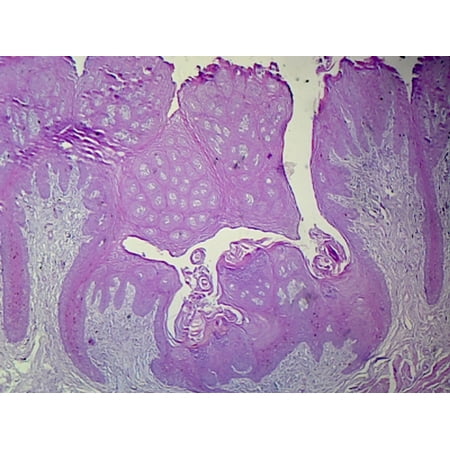 Tongue, Human; Showing General Structure; Cross Section by Go Science Crazy