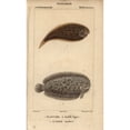 thumbnail image 1 of Tonguefish Symphurus And Marbled Sole Pleuronectes Poster Print By ?? Florilegius Mary Evans, 1 of 3