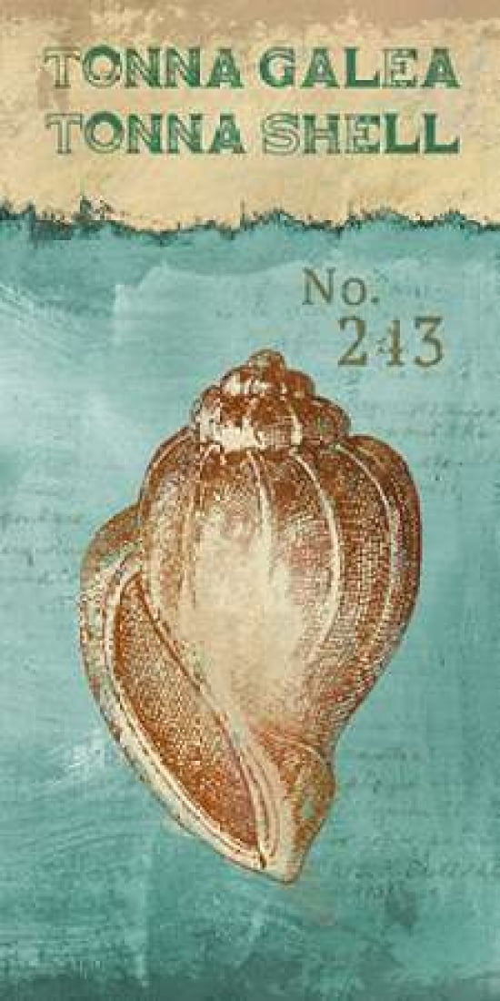 Tonna Shell Canvas Art - Conrad Knutsen (10 x 20)