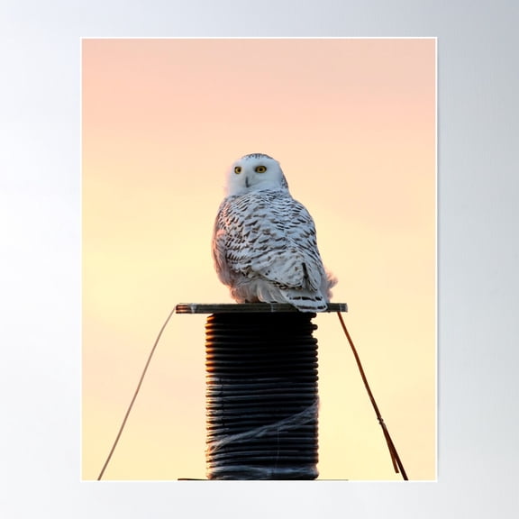 Too Cool For Spool Poster Wall Art, Modern Wall Decor For Living Room Bedroom, 12x18 UNFRAMED