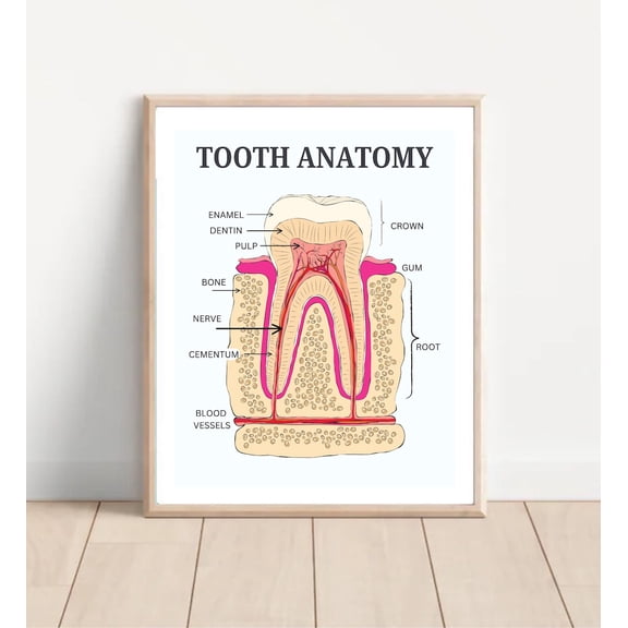 Tooth Anatomy Dental Wall Art Print, Unframed Paper Poster 24x36in