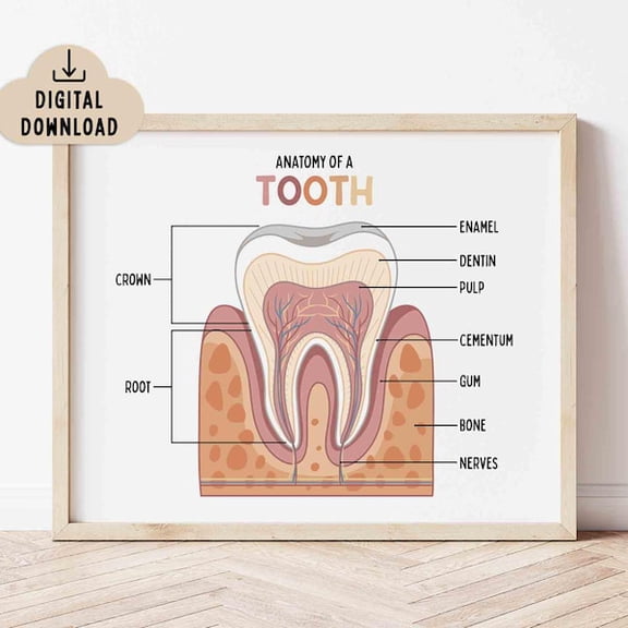 Tooth Anatomy Wall Art Print