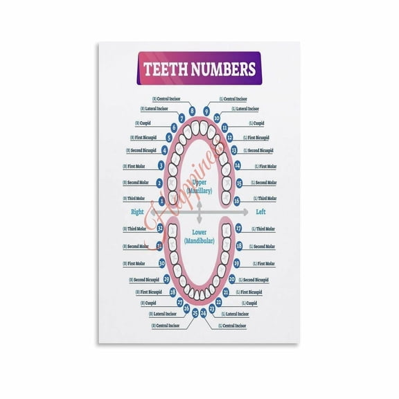 Tooth Number Chart Anatomy with Numbering SystemDental Education Poster Canvas for Living Room Bedroom Decor