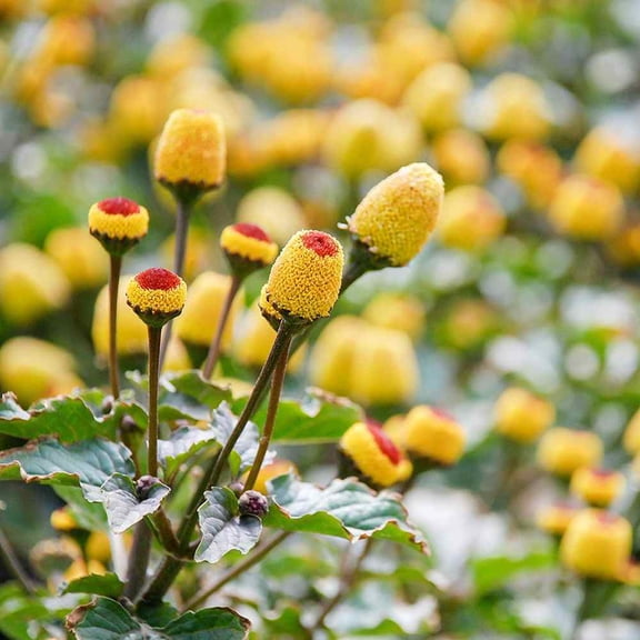 Toothache Plant Seeds - Eyeball Plant Herb Seed - 10000 Seeds