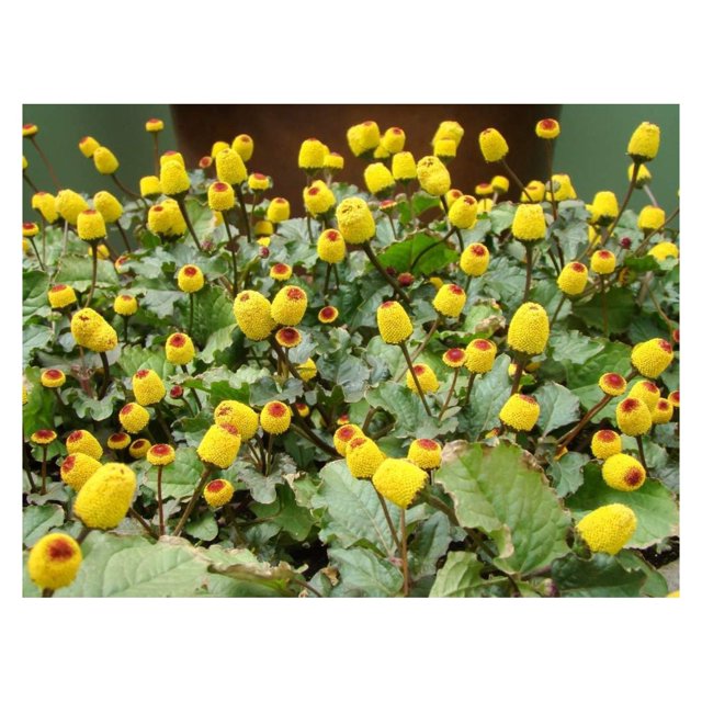 Toothache Plant Seeds to Grow 150+ Seeds of This Exotic Wonder Buzz