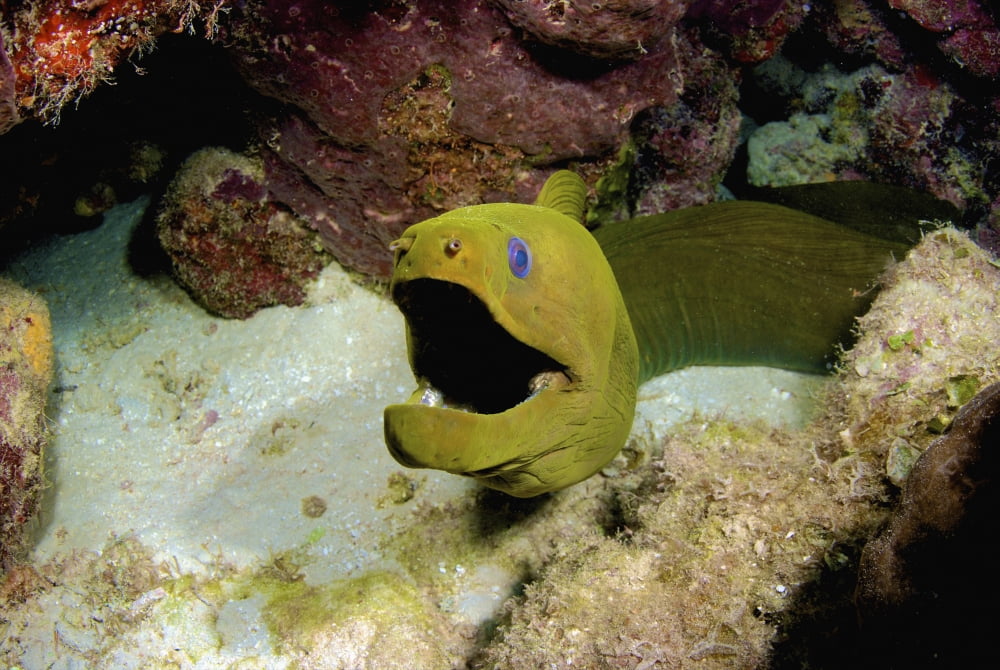 Toothless green moray eel Nassau The Bahamas Canvas Art - Amanda NichollsStocktrek Images (35 x 24)