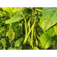 thumbnail image 1 of Top Crop Bush Bean Seeds - 200 Count Seed Pack -These Beans are Great for Canning or Freezing.- Country Creek LLC, 1 of 1