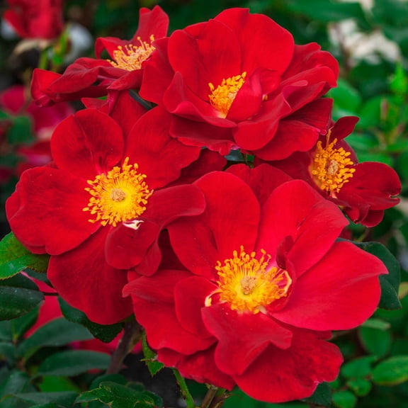 Top Gun Dormant Bare Root Shrub Rose, Includes one dormant plant per order