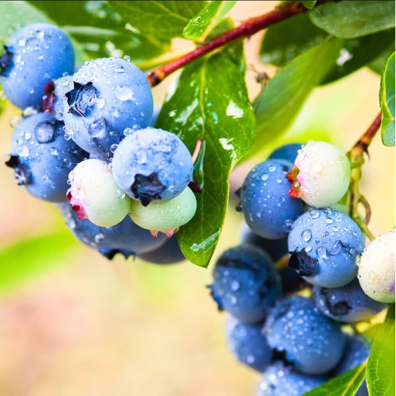 Top Hat Blueberry Live Plant, Starter Plant, Dwarf Fruit Tree, High Bush Blueberry, Sweet Blueberries Tree, 4 to 6 Inch Tall, No Ship Pot