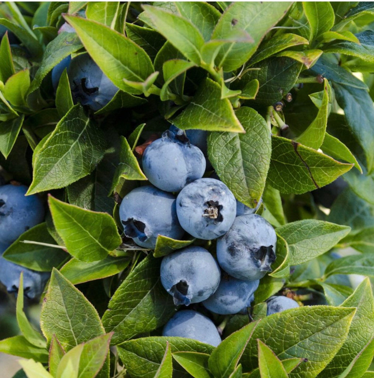 Top Hat Dwarf Blueberry Starter Plants