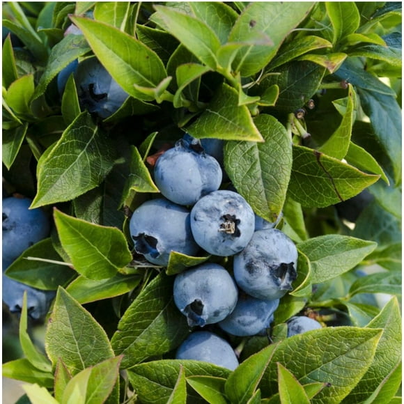 blueberryplants