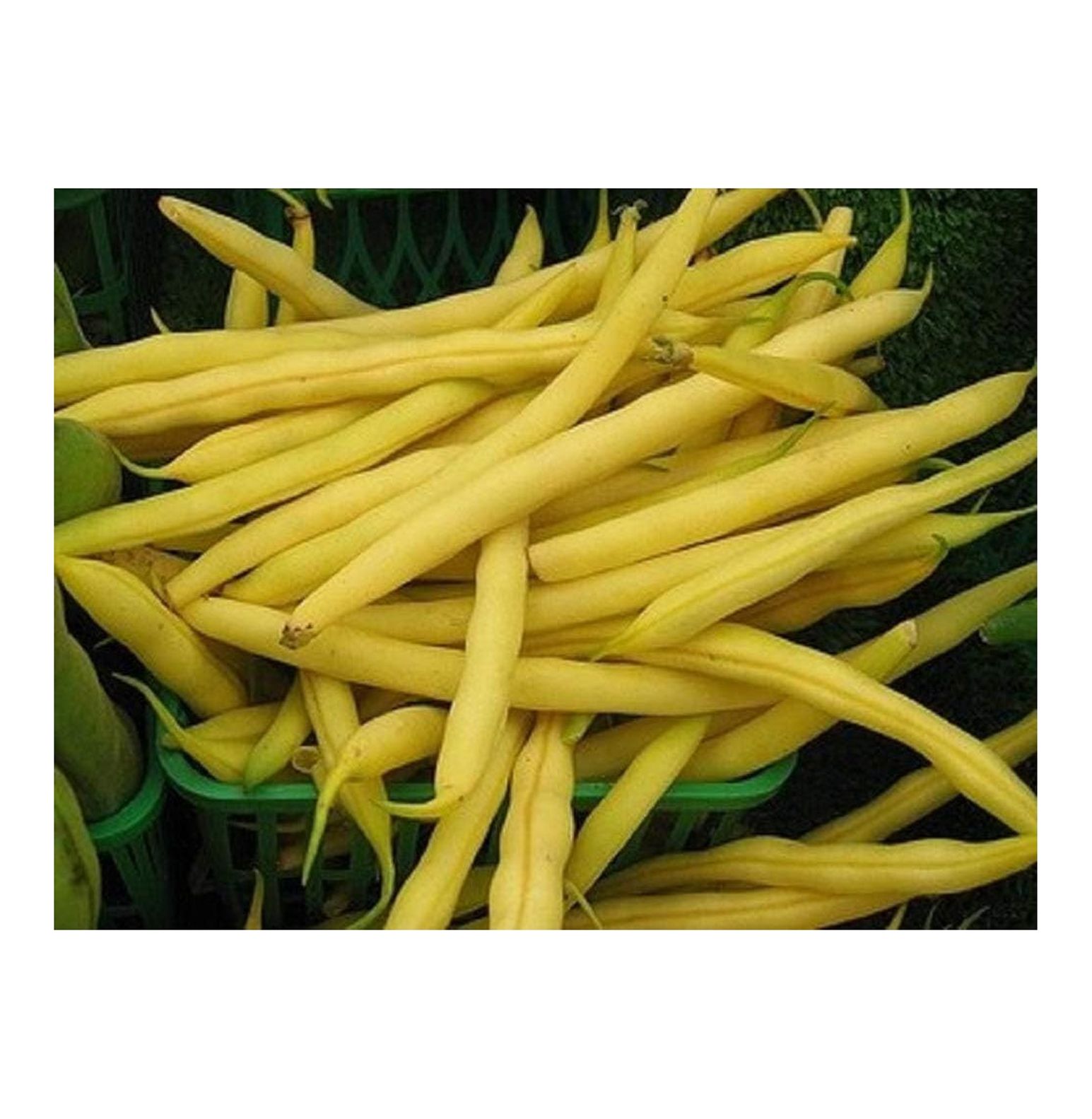Top Notch Golden Wax Bush Bean Seeds 500 Count Seed Pack NonGMO