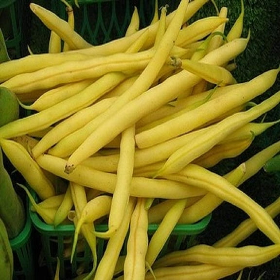 Top Notch Golden Wax Bush Beans - 500 Count Seed Pack - Easy Plants to Grow & Care for- Country Creek LLC