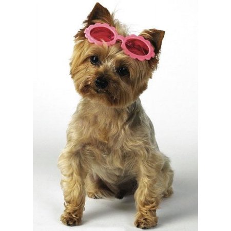 Top Performance Purple - Daisy Sunglasses Barrettes