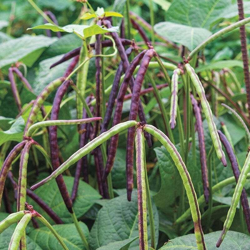 Shomzy 4 Store 500 Pinkeye Purple Hull Pea Plant Seeds - Walmart.com