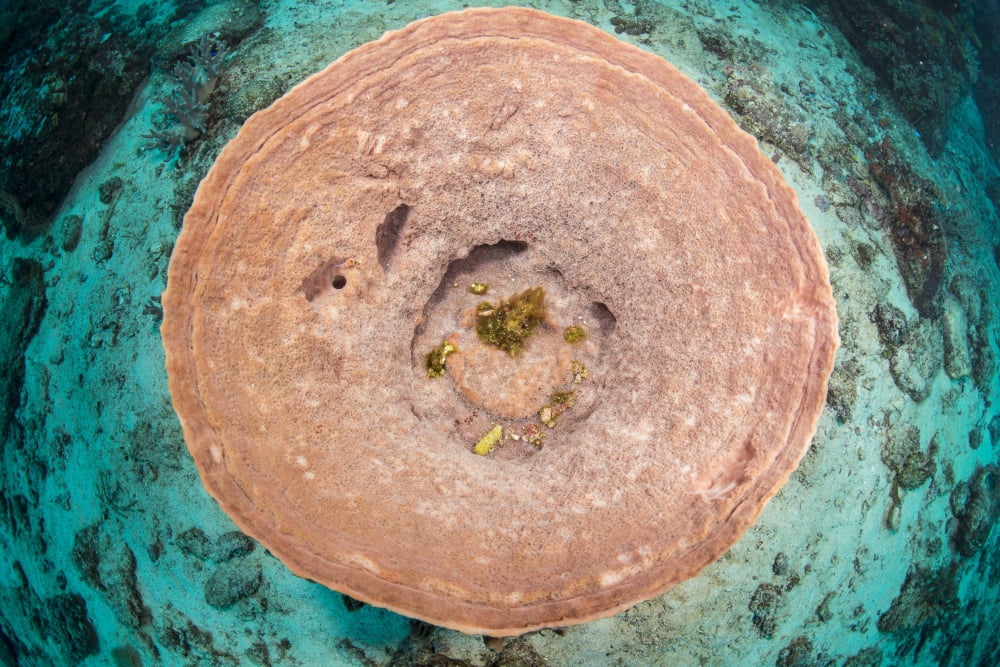 Top view of a pnk barrel sponge against the cyan reef bottom Indonesia Canvas Art - Mathieu MeurStocktrek Images (34 x 23)