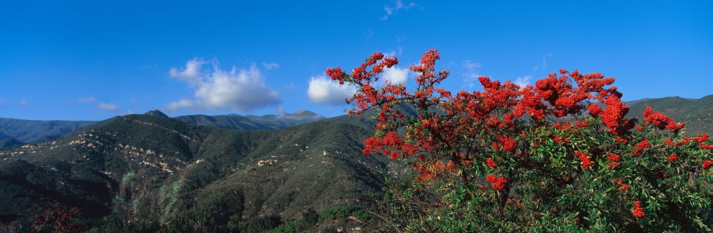 Topa Topa Mountains Ojai California Canvas Art - Panoramic Images (36 x 12)