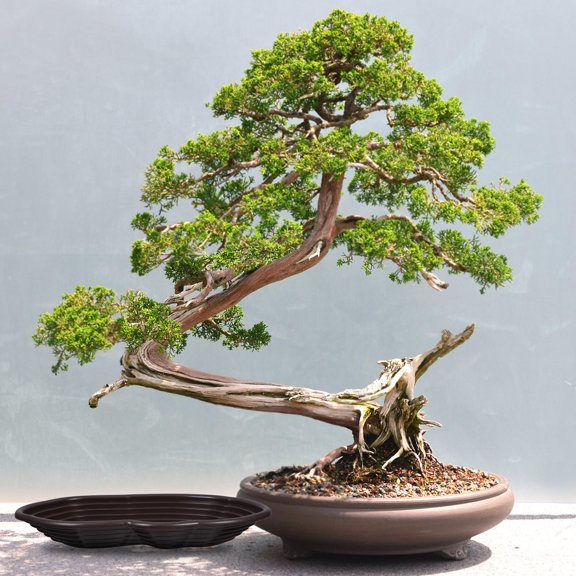 Topbathy ABS Turtle Bathing Pool with Platform Large Water Bowl for Reptiles