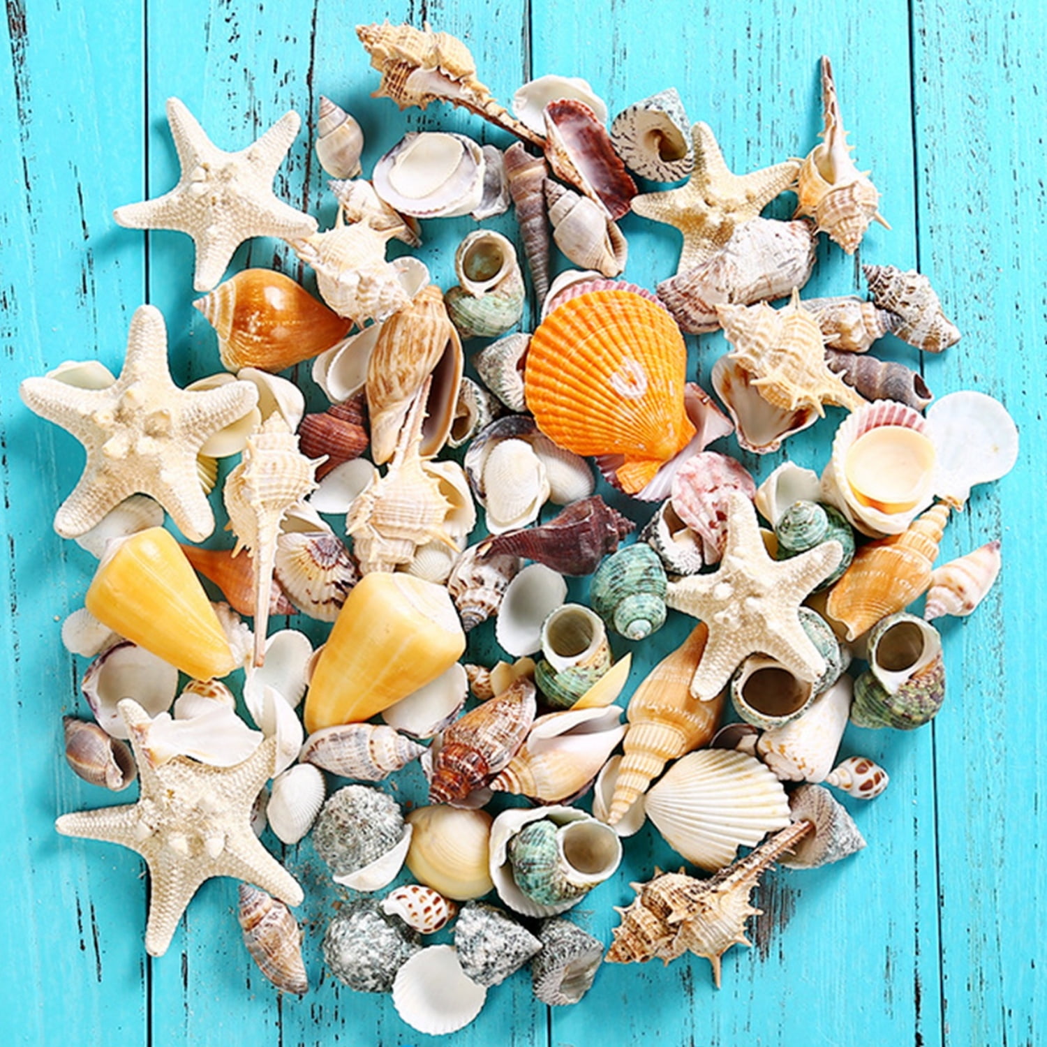 Topboutique Sea Shells Mixed Beach Seashells Mixed Sea Shells Conch ...