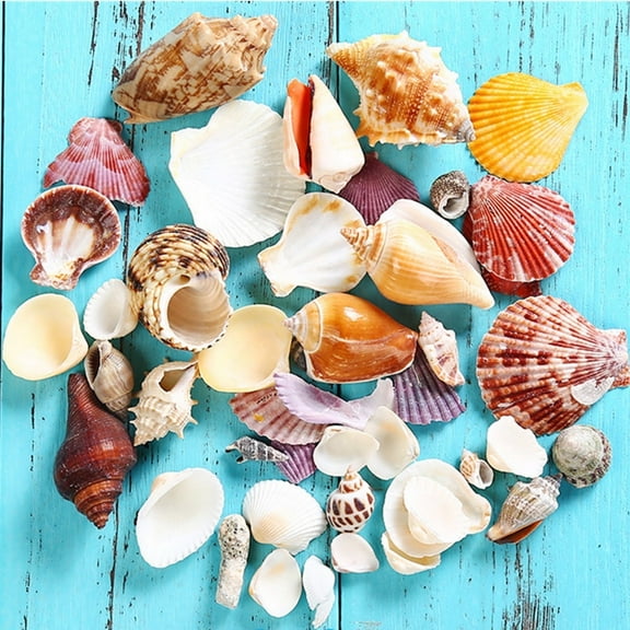 Topboutique Sea Shells Mixed Beach Seashells Ocean Beach Seashells Seashells Conch Kit for Candle Making Decorating Beach Theme Party Fish Tank Filling Home Decor Wedding