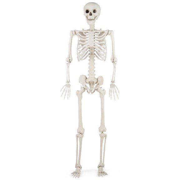 Topbuy 5.4 FT Halloween Life Size Skeleton Realistic Full Body Plastic Skeleton with Movable Joints