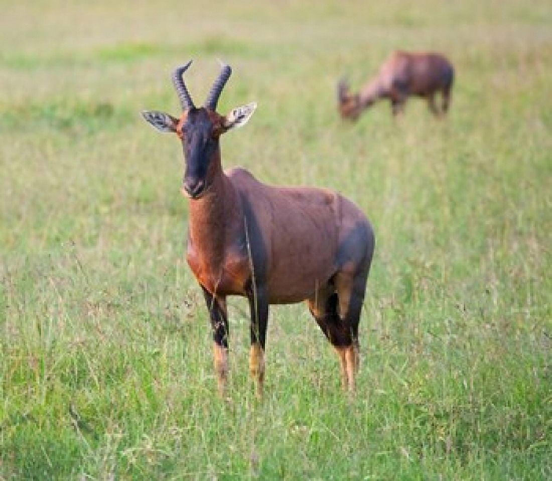 Topi (Damaliscus lunatus) Maasai Mara National Reserve Kenya Canvas Art - Keren Su DanitaDelimont (31 x 27)