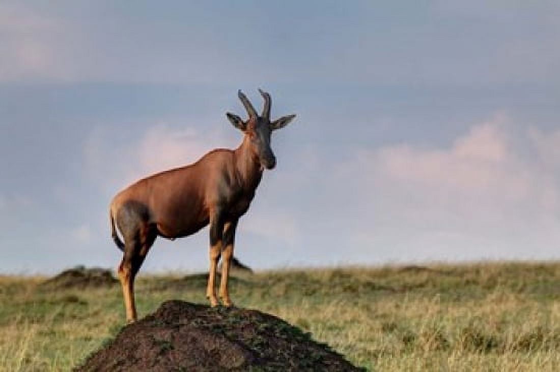 Topi antelope on termite mound Maasai Mara Kenya Canvas Art - Adam Jones DanitaDelimont (35 x 23)