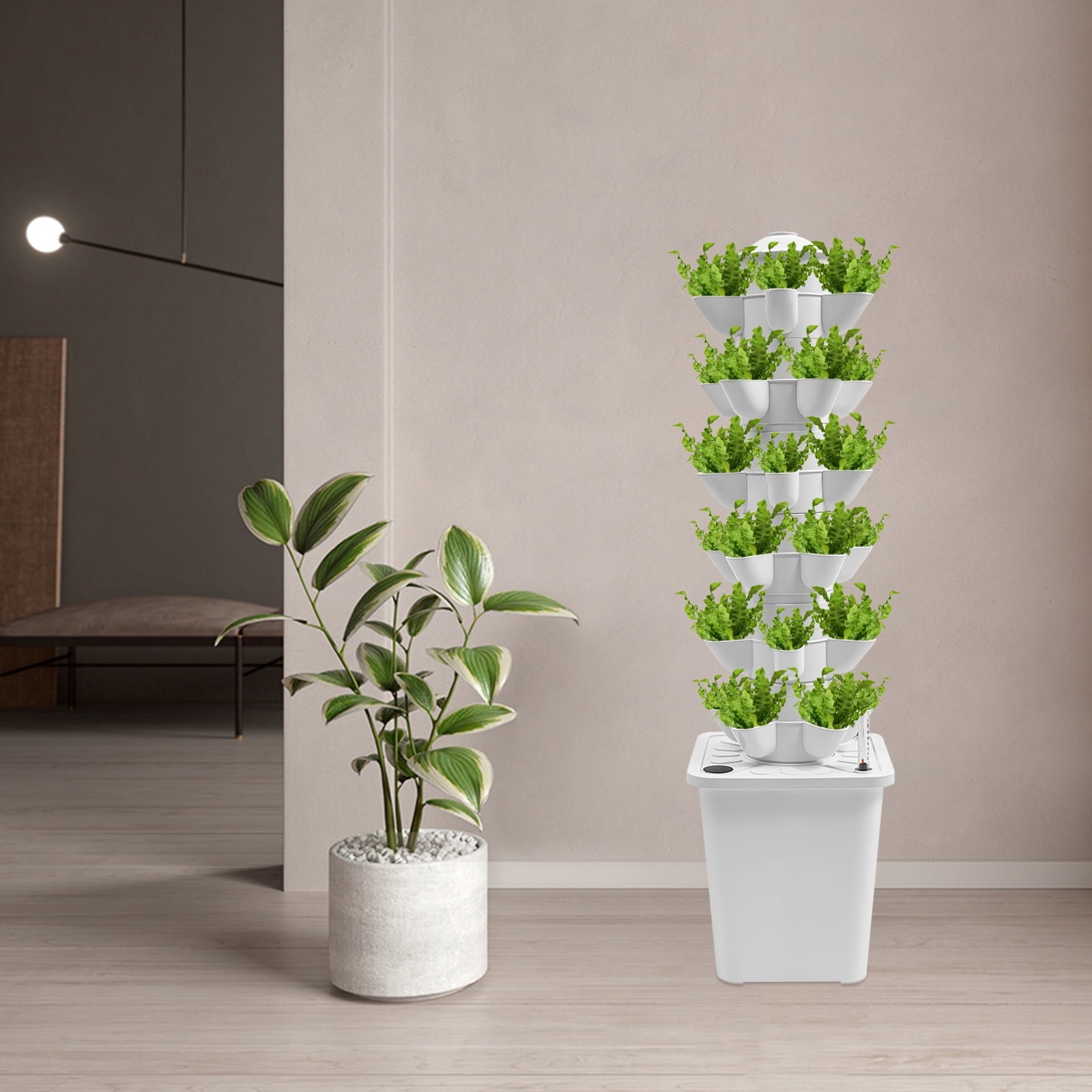 money tree cda Money Tree main image 0