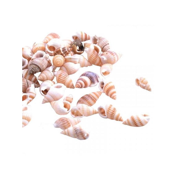 Topumt 100Pcs Natural Conch Seashell Aquarium Decoration DIY Crafts